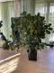 Дерево ФИКУС -высота 2,5 метра